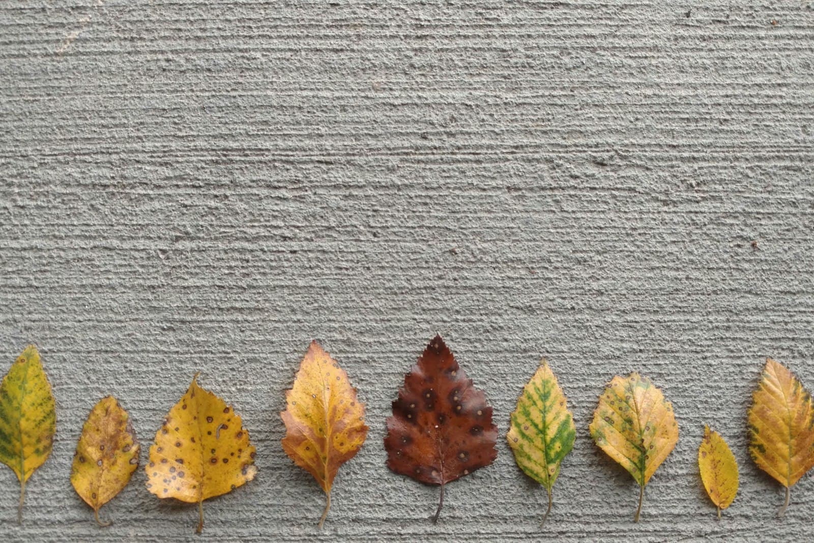 Collect natural treasures for a display