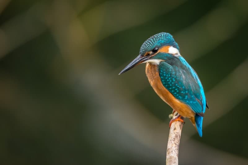 Do some bird watching