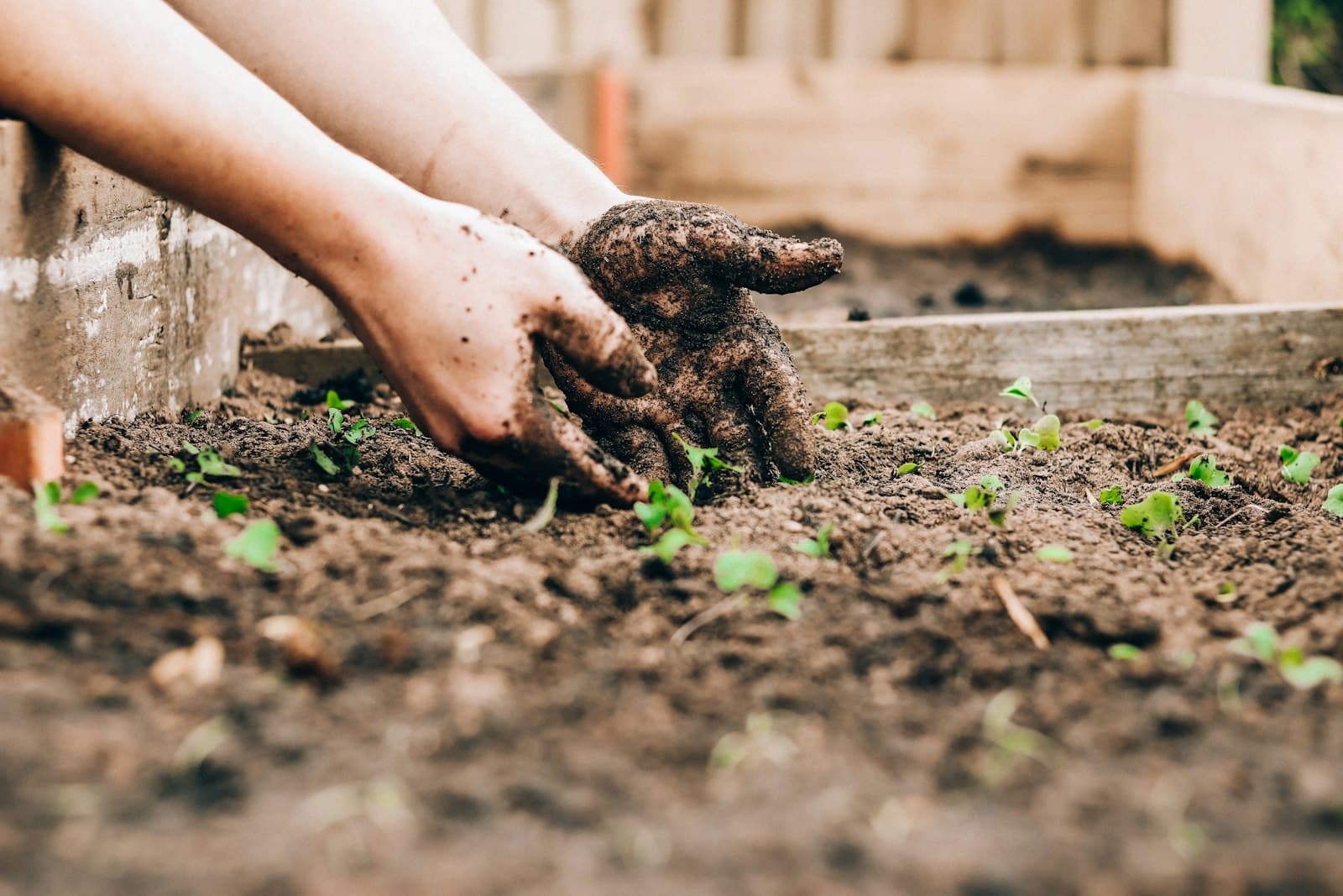 Plant something in a pot or garden